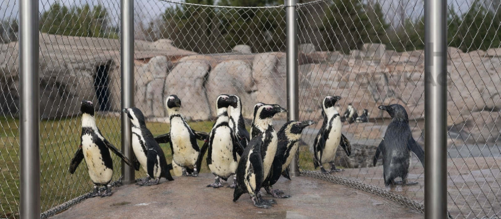 Mesh Çelik Ağ,Çelik Ağ Mesh,Mesh Çelik,Meshçelik,Çelik Mesh